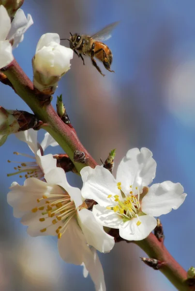 Abeille ramassant le pollen des fleurs d'amande . — Photo