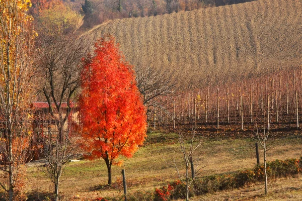 Czerwony drzewo. Piemontu, Włochy. — Zdjęcie stockowe