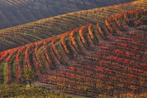Mångfärgade vingårdar på hösten. Piemonte, norra Italien. — Stockfoto