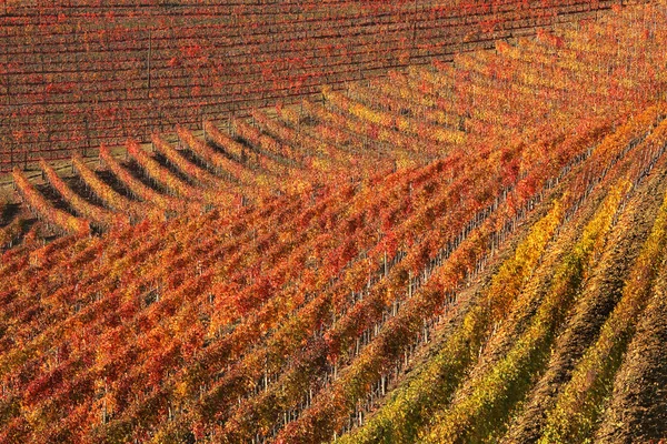在秋季的葡萄园。意大利北部的皮埃蒙特. — 图库照片