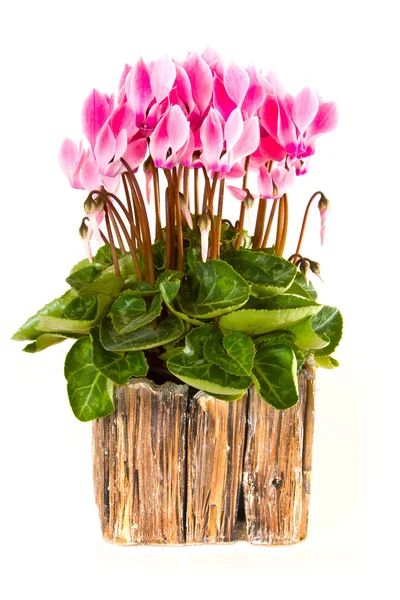 Pink viola flowers — Stock Photo, Image