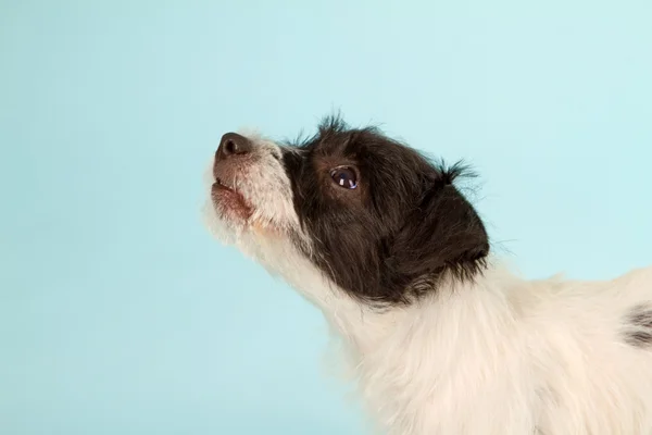 Jack Russell Terrier tiszteletes — Stock Fotó