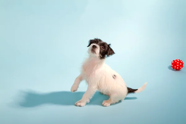 Parson Jack Russell Terrier — Fotografia de Stock