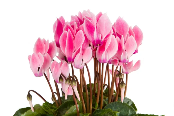 stock image Pink viola flowers