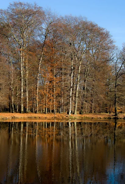 stock image Autumn park