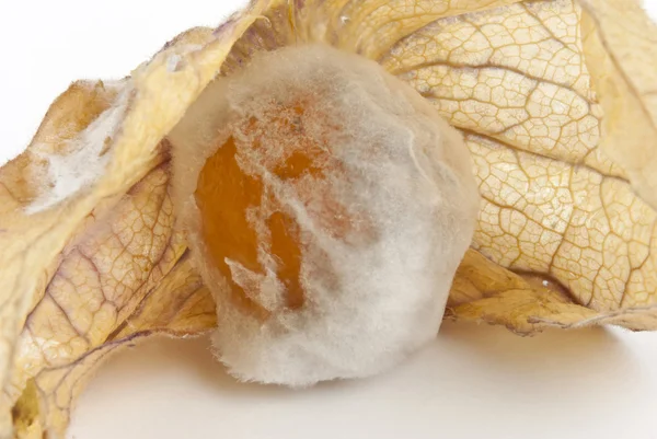 Moldy physalis, no longer be used as food — Stock Photo, Image