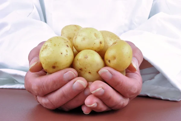 Female chef holding a couple of young potatoes in her hand — Stock Photo, Image