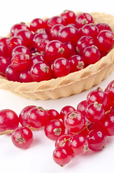 Pastry case with freshly picked red currant — Stock Photo, Image
