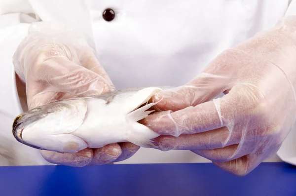 Female chef holds a cleaned fresh sea bass — Stock Photo, Image