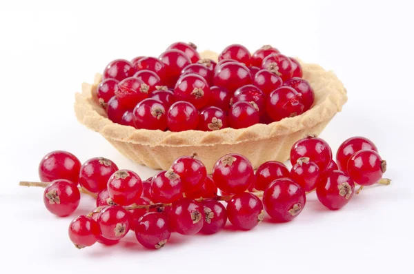 Pastry case with freshly picked red currant — Stock Photo, Image