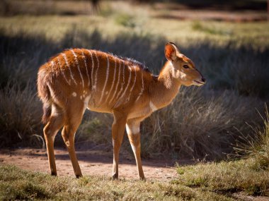 Genç Afrika nyala