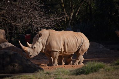 Beyaz rhino esaret içinde