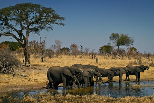 水坑边的大象 — 图库照片