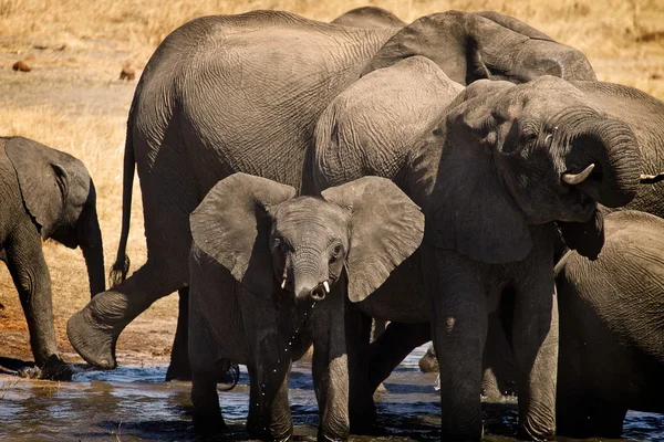 Elefanti alla pozza d'acqua — Foto Stock