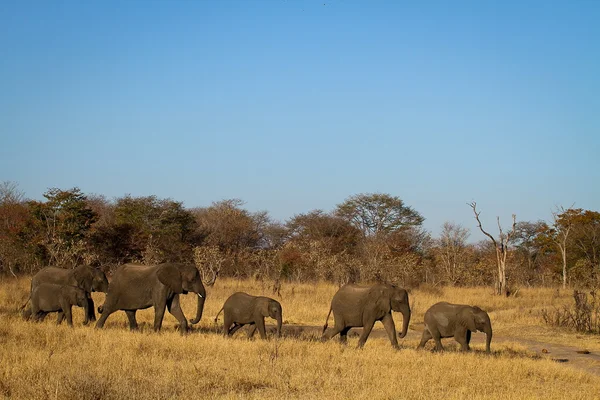 Семья слонов в движении — стоковое фото