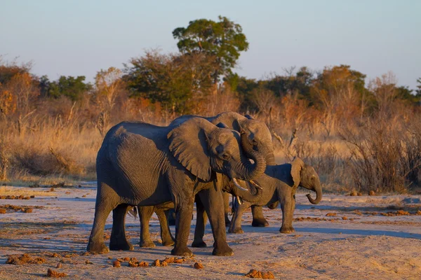 Elefanten bei Sonnenuntergang — Stockfoto