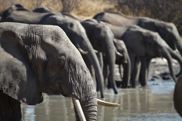 Elephants at the waterhole — Stock Photo, Image