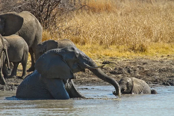 Elefantenkälber spielen am Wasserloch — Stockfoto