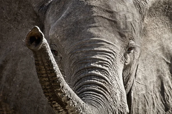 Fil boğa — Stok fotoğraf