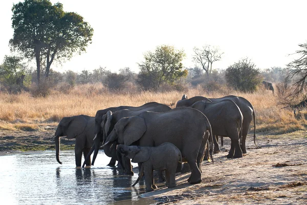 Elefanter vid vattenhålet — Stockfoto