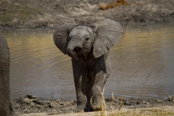 Elefantenkalb am Wasserloch — Stockfoto