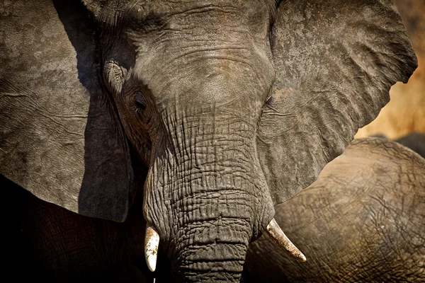 Toro elefante — Foto Stock