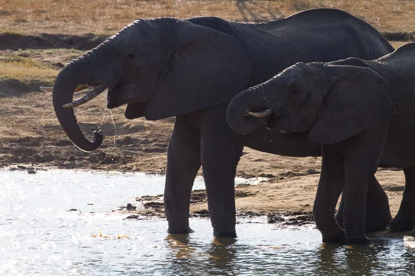 Su birikintisindeki filler — Stok fotoğraf