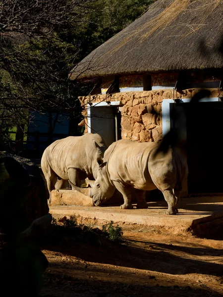 Paire Rhino en captivité — Photo