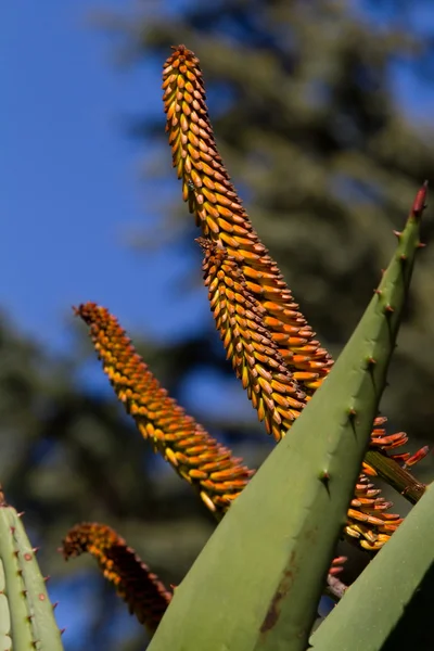 Afrika aloe çiçeği — Stok fotoğraf