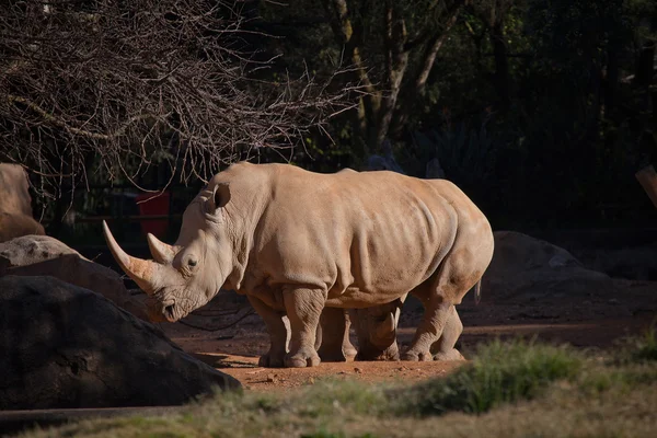 Vit noshörning i fångenskap — Stockfoto