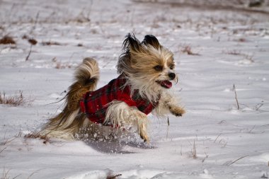 Köpek karda koşuyor.