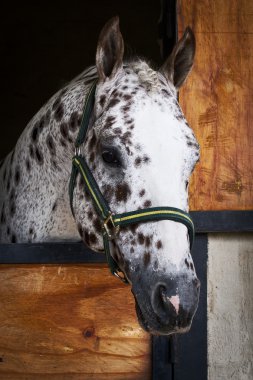 Appaloosa aygır