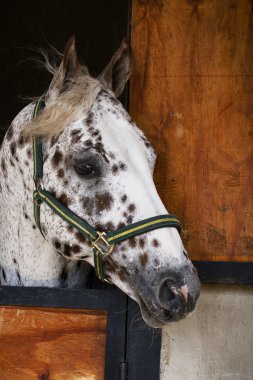 appaloosa aygır ahır kapı bakıyor.