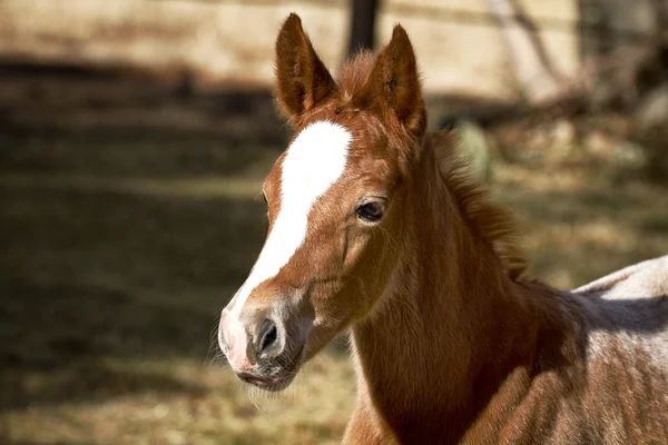 用心深いアパルーサの馬 — ストック写真