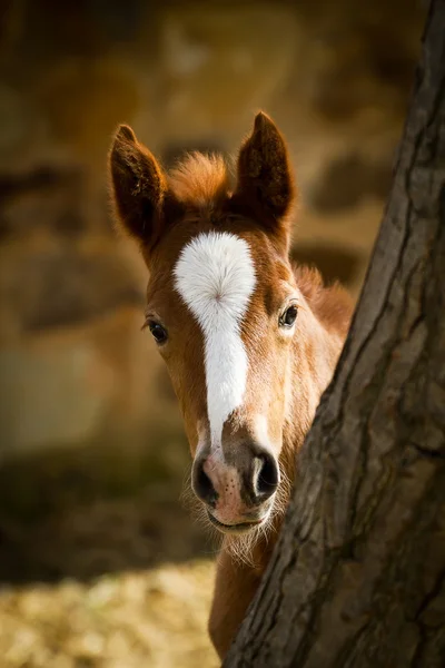 遊び心のあるアパルーサの馬 — ストック写真