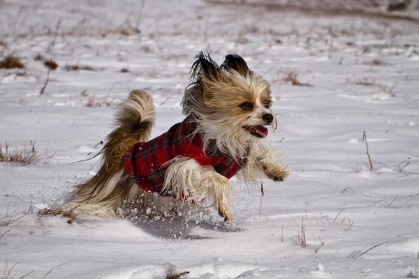 stock image Dog running in the snow