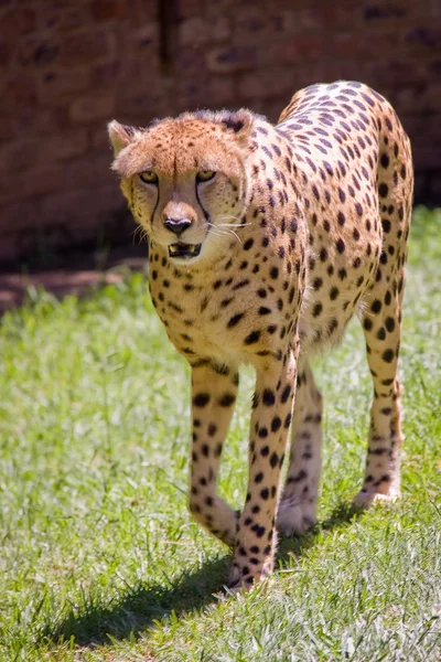 Erwachsener Gepard — Stockfoto