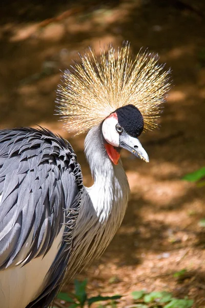 Afrikanska krönt crane — Stockfoto