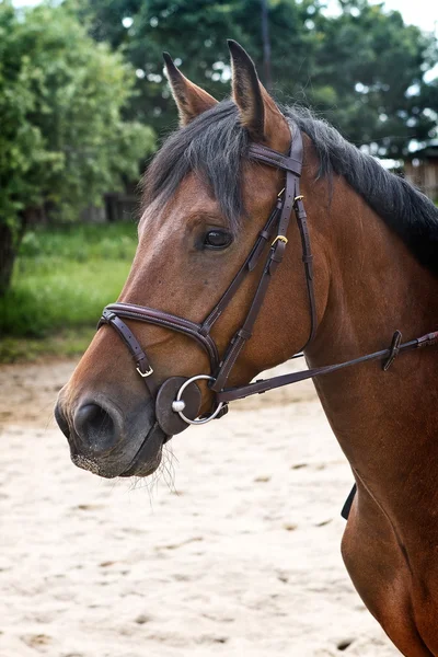 Zobrazit pony — Stock fotografie