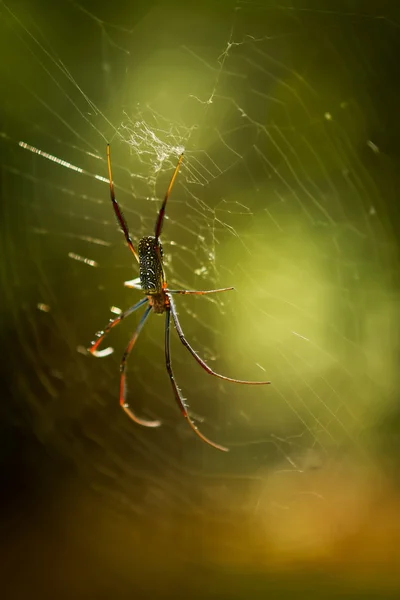 Araña orbe — Foto de Stock