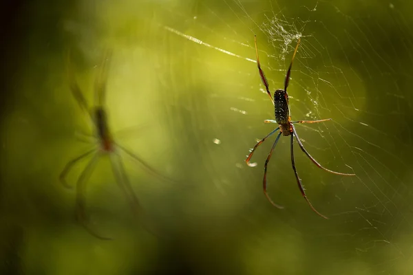 천체 거미 — 스톡 사진