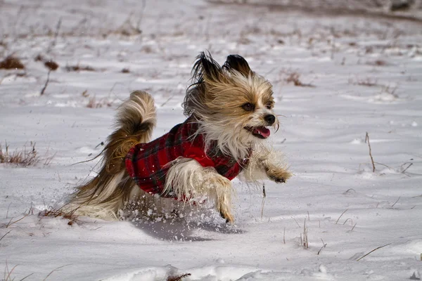 在雪中奔跑的狗 图库照片