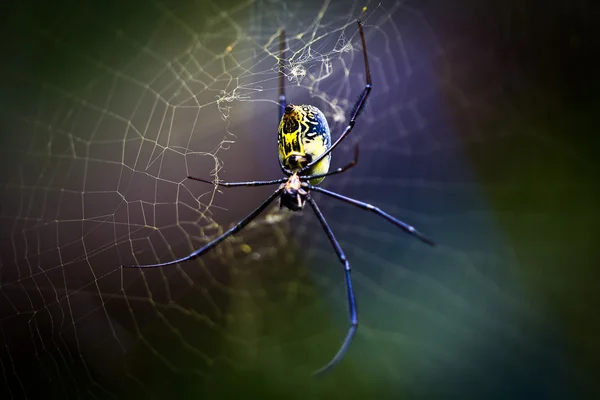 Hämähäkki — kuvapankkivalokuva
