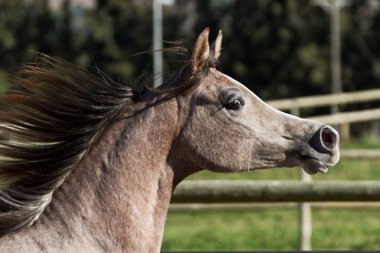 Young horse with flowing mane. clipart