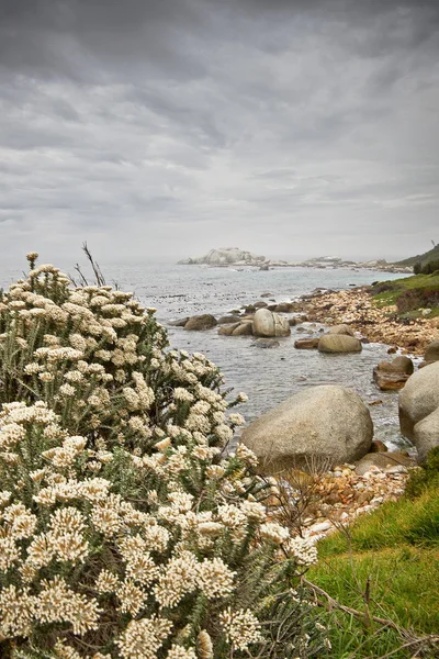 Fynbos bloemen langs de zuidelijke Kaap kustlijn. — Stockfoto