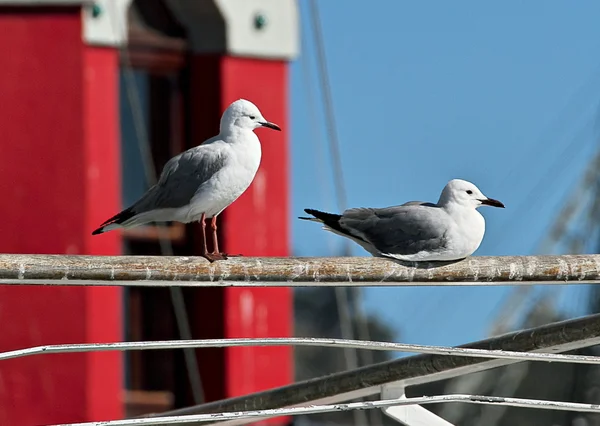 Seagulls overlooking Table Bay Harbour. — Stock Photo, Image