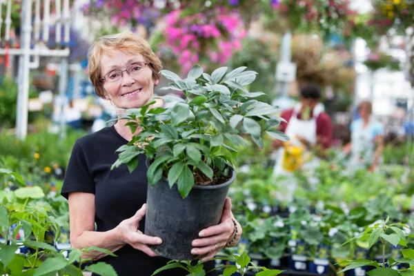 Усміхнена старша жінка тримає горшкову рослину — стокове фото