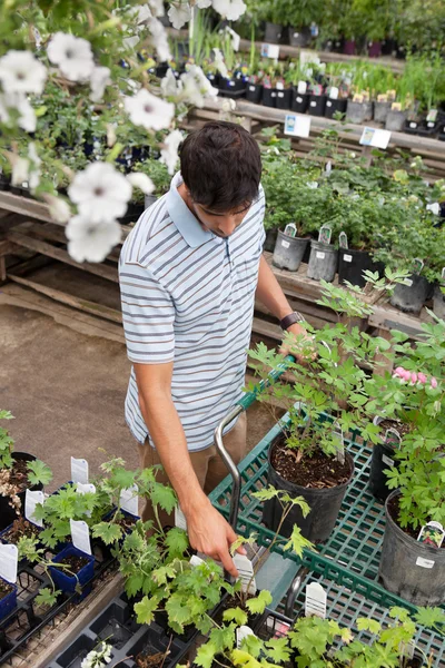 Homem de compras para plantas em vaso — Fotografia de Stock