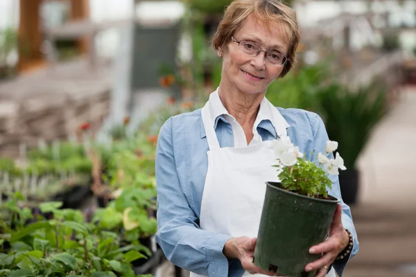 Mujer mayor con planta en maceta —  Fotos de Stock
