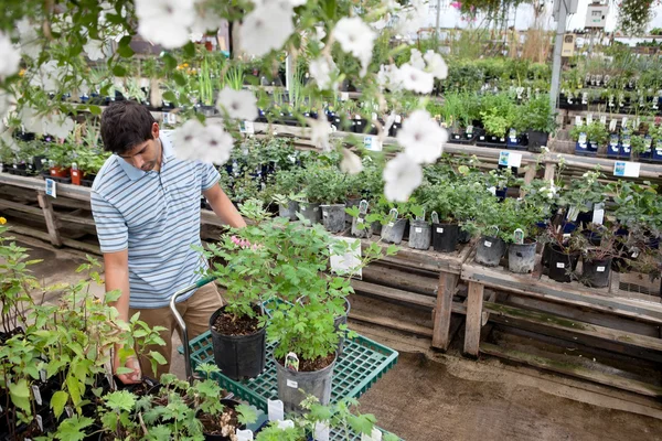 Mann kauft Pflanzen in Gartencenter ein — Stockfoto